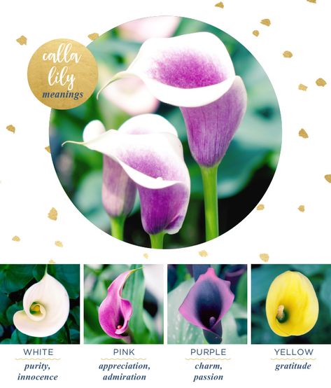 purple and yellow callas Calla Lily Meaning and Symbolism - FTD.com Calla Lily Meaning, Lily Meaning, Calla Lily Colors, Black Calla Lily, Church Wedding Flowers, Cheap Wedding Flowers, Beach Wedding Flowers, Bridal Bouquet Flowers, Lily Plants