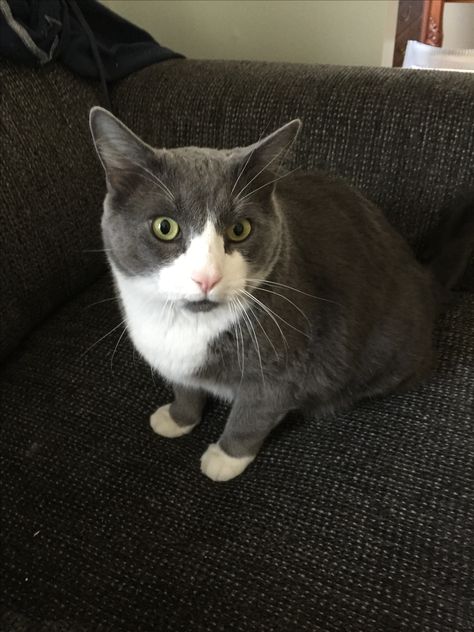 Gray and white tux tuxedo cat kitty, Mr. Dude! Gray Tuxedo Cat, Grey Tuxedo Cat, Frankie Foster, Gray And White Cat, Long Haired Cat, Ford Mustang Wallpaper, Cat Grey, Grey Tuxedo, White Tux