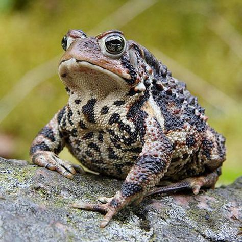 Wood Frog, Frosch Illustration, Frog Pictures, Art Chinois, Animal Study, Animal Education, Funny Frogs, A Frog, Frog And Toad