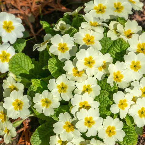 Wild Primrose, Primula Vulgaris, Fast Growing Flowers, Scottish Flowers, English Flowers, February Birth Flowers, Lemon Flowers, Beautiful Flowers Images, Native Flowers