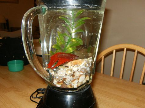 This fish tank blender would make an unforgettable prop for a model kitchen!  You might want to cut off the electrical cord to avoid any mishaps. I can just picture it in a brightly colored blender, perhaps I will paint the outside of an old one. #easywayapartments.com Fish Dishes Healthy, Fish Tank Stand, Tank Stand, Different Fish, Awesome Crafts, How To Cook Fish, Healthy Fish, Pet Fish, Fishing Decor