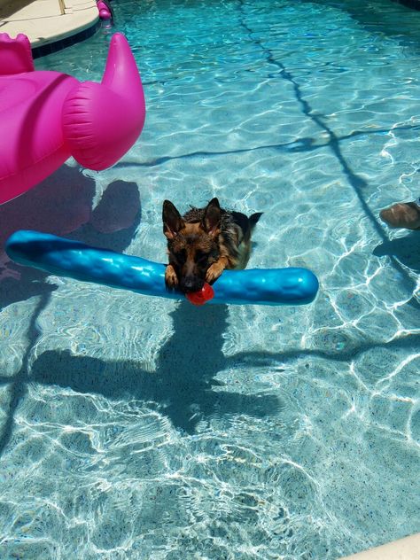 Lux loves to swim Shepherd Dogs, German Shepherd Puppies, German Shepherd Dogs, Cute Little Animals, Dog Pictures, German Shepherd, Pool Float, Float, Swimming