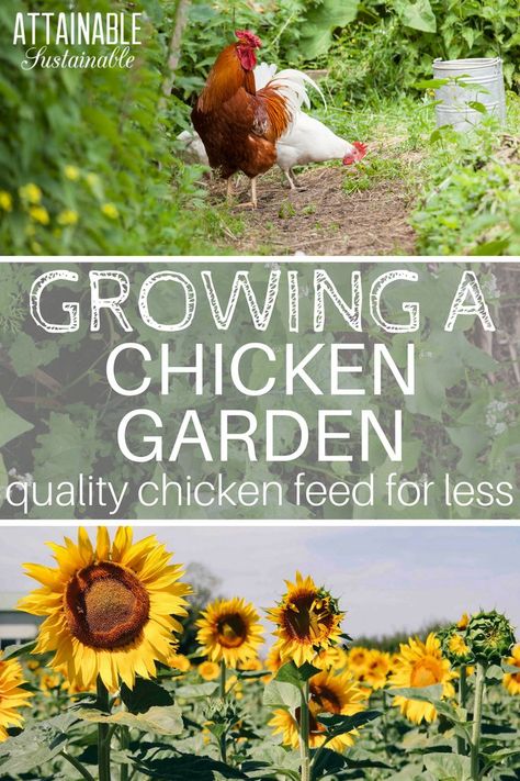 Want to save money on feeding your chickens? Here's how to feed chickens without breaking the bank. Grow your own organic feed on your homestead with a chicken garden. Growing Chicken Feed, Feed Chickens, Urban Chicken Farming, Growing A Garden, Urban Chickens, Backyard Chicken Farming, Raising Backyard Chickens, Chicken Garden, Diy Chicken