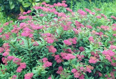 16 Invasive Species Sold at Garden Centers You Should Never Buy Japanese Spirea Shrubs, Japanese Spirea, Spirea Bush, Spiraea Japonica, Epic Gardening, Backyard Accessories, Shrubs For Landscaping, Ornamental Garden, Florida Garden