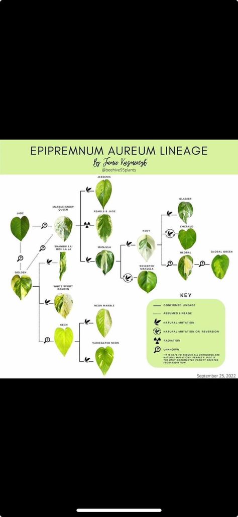 Marble Queen Vs Snow Queen Pothos, Snow Queen Pothos, Marble Queen, Marble Queen Pothos, Plant Guide, Snow Queen, Green Thumb, House Plants, Marble