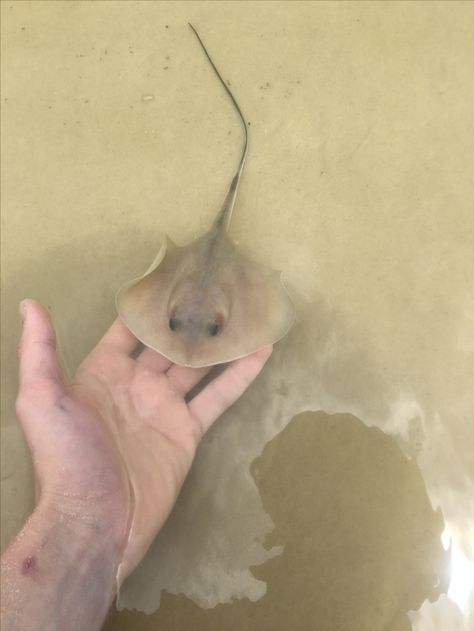 Baby stingray Silly Stingray, Baby Stingray, 2023 Mood, Water Animals, Marine Biology, Ocean Creatures, Stingray, Beautiful Creatures, Biology