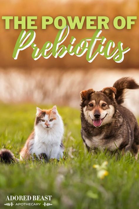 📝Overall health depends on gut health. And that makes sense, since as much as 80% of the immune system is in the gut.  🌱The thing is, people often think probiotics when they hear support gut health. And sure, that’s good – probiotics can play a major role in re-establishing healthy bacterial colonies in the gut.  🐶🐱In this post, we're talking all about the importance of prebiotics for dogs and cats and why they too are necessary to maintain a thriving gut microbiome! Natural Prebiotics, Natural Pet Care, Hearing Problems, Gut Health Recipes, Best Probiotic, Ear Health, Dog Health Care, Dog Books, Health Books