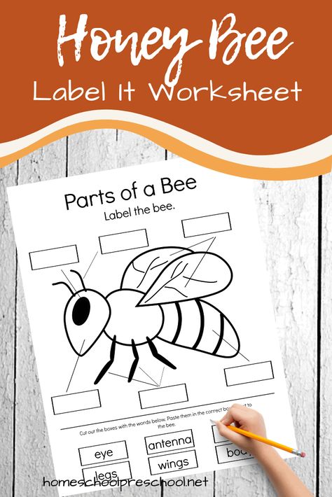 This parts of a bee preschool worksheet is perfect for your life cycle, insect, and general bee-themed preschool activities this spring and summer. Parts Of An Insect Preschool, Bees Kindergarten Activities, Parts Of A Bee Free Printable, Bee Worksheets Free Printable, Bee Worksheet, Parts Of An Insect, Bees For Kids, Cycle For Kids, Bee Life Cycle