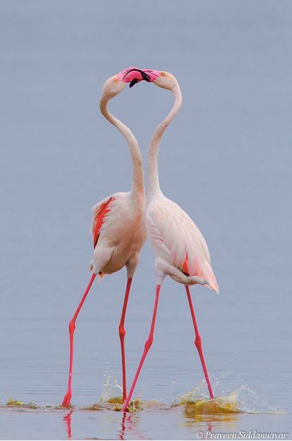 beauty-belleza-beaute-schoenheit: “ Stunning Greater Flamingos ” Flamingo Photography, Greater Flamingo, Flamingo Pictures, Flamingo Art, Pink Bird, Exotic Birds, Tropical Birds, Bird Photography, Animal Photo