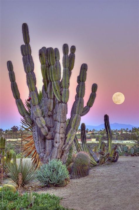 The Cactus Garden in Balboa Park, San Diego, California: Arizona Cactus, Balboa Park, Desert Landscape, Beautiful Moon, Cactus Garden, Desert Landscaping, San Diego California, Balboa, Cacti And Succulents