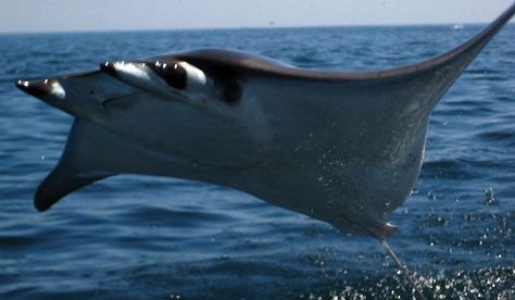 CABO PULMO NATIONAL PARK's Eagle Ray, Bull Shark, Manta Ray, Creature Feature, Underwater World, Ocean Life, Stingray, Marine Life, Sea Creatures