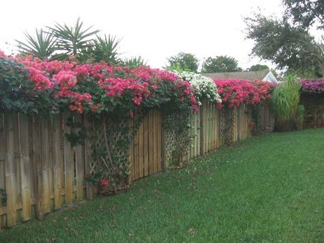 Bouganvilla on fence for privacy,  I will def get 1 or 2 next spring 💕🌿 Vegetable Garden Trellis Ideas, Bougainvillea Trellis, Garden Trellis Ideas, Fence Plants, Green Fence, Trellis Ideas, Natural Fence, Cheap Fence, Front Yard Fence