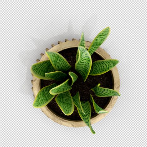 Plants For Photoshop, Plant Top View Png, Tree Plan Photoshop, Plant Top View, Trees Top View, Materials Board Interior Design, Corporate Interior Design, Tree Plan, Photoshop Resources