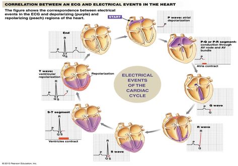 Electrical events of the cardiac cycle Cardiac Cycle, Nursing Information, Cardiac Nursing, Nursing School Studying, Nursing School Tips, Nursing Tips, Nursing Study, Nursing Notes, Nursing Education