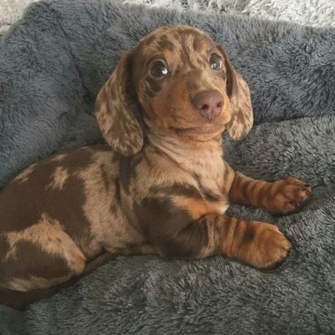 Weiner Dog Puppies, Dachshund Dapple, Dog Weiner, Dachshund Facts, Dog Sausage, Puppies Dachshund, Daschund Puppies, Dapple Dachshund Puppy, Dachshund Breed