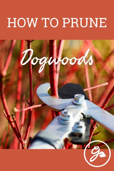 Pruning Dogwood Trees, Red Twig Dogwood Shrub, Red Twig Dogwood Landscape, Dogwood Tree, Dogwood Bush, Red Osier Dogwood, Dogwood Shrub, Evergreens For Shade, Yellow Twig Dogwood