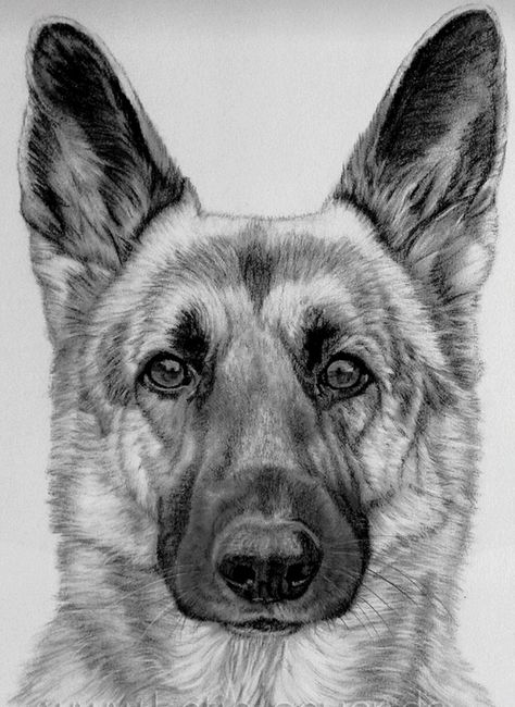 German shepherd #dog drawing# realistic dog drawing# dog# animals# drawing# pets drawing# wolf# pencil drawing #pencil shading# animals art#German shepherd drawing Pencil Shading Animals, Wolf Pencil Drawing, Realistic Dog Drawing, German Shepherd Drawing, Drawing Pets, Shepherd Drawing, Dog Pencil Drawing, Drawing Wolf, Beautiful Pencil Drawings