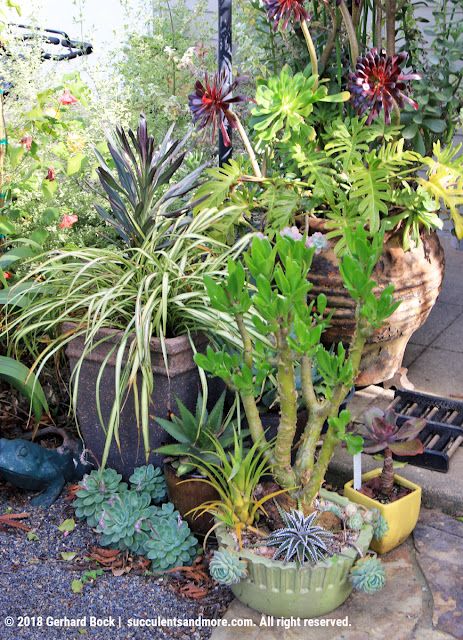 Troy's garden: what does a landscape designer do with his own space? Succulent Patio Ideas, Hammock Area, Erik The Red, Small Sitting Area, Drought Tolerant Garden, California Garden, Home Plants, Landscape Designer, Beautiful Outdoor Spaces