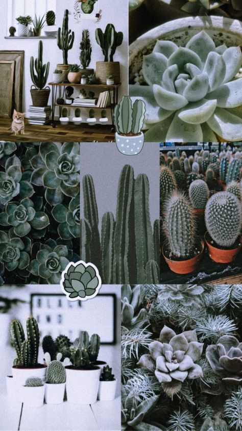 Adorable Aesthetic Cactus Wallpaper: Elevate Your Space with Charm! Aesthetic Cactus Wallpaper, Cacti Aesthetic, Aesthetic Cactus, Seasonal Wallpaper, Adorable Aesthetic, Cactus Wallpaper, Aesthetic Collages, Aesthetic Plants, Best Wallpaper Hd