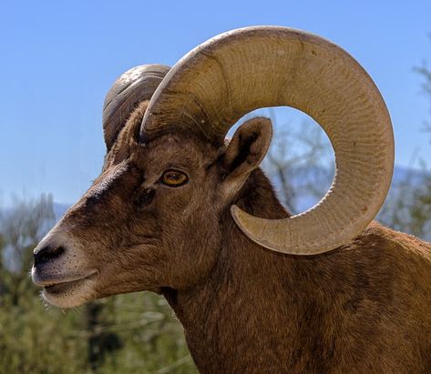 Retrato de carnero borrego cimarrón del ... | Premium Photo #Freepik #photo #naturaleza #animal #cabello #belleza Borrego Cimarron, Ram Portrait, Bighorn Sheep, Tutankhamun, Article Design, Business Advertising Design, Business Advertising, Advertising Design, Premium Photo