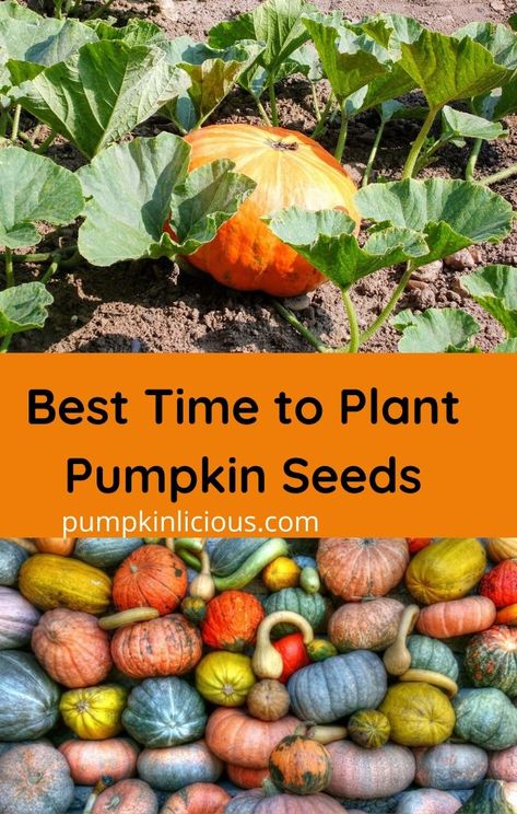 Pumpkin Seeds To Plant, Pumpkin Planting Ideas, How To Plant Pumpkin Seeds, Pumpkin Planting, Pumpkin Seeds Growing, Saving Pumpkin Seeds To Plant, When To Plant Pumpkin Seeds, How To Save Pumpkin Seeds For Planting, Saving Pumpkin Seeds For Next Year