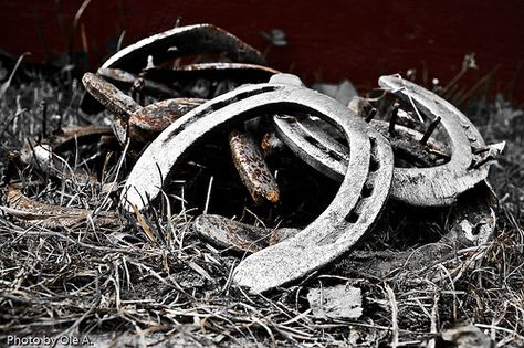 <3 the farrier was here Farrier Photography, Farrier Aesthetic, Horseshoe Aesthetic, Shoeing Horses, Danganronpa Ocs, Country Photography, Western Photography, Lucky Duck, Horseshoe Crafts