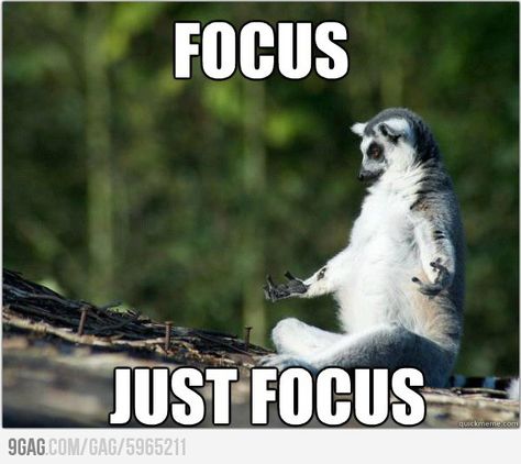 Focus.. just focus.. A Meme, Memes Humor, Yoga Sequences, Morning Yoga, E Card, Funny Animal Pictures, Animal Memes, Bones Funny, Inner Peace