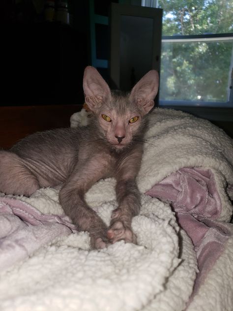 My #Lykoi Werewolf cat Pete... Werewolf Cat, Lykoi Cat, Silly Kitties, Kitty Meow, Meow Meow, Sphynx, Silly Cats, Kitty Cat, Cat Pics