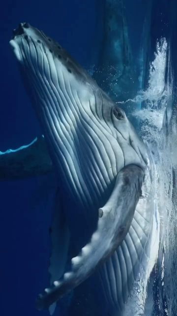 Ocean | Sea | Animals on Instagram: "A playful little humpback whale calf rolls around next to its mother in the beautiful waters of the South Pacific. 🐋 🎥 @karimiliya" Whale Video, Good Words, Beautiful Sea Creatures, Water Animals, Underwater Creatures, Marine Mammals, Humpback Whale, Marine Animals, Ocean Creatures