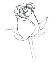 Ant Eater, Beautiful Scenery Drawing, Coloring Pages For Grown Ups, Rose Sketch, Drawing Hands, Rose Drawing, Roses Drawing, Art Disney, Nature Drawing