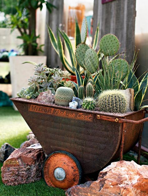 Unique Succulent Planter Ideas, Succulent Planter Ideas, Heat Tolerant Plants, Succulent Containers, Golden Barrel Cactus, Cactus Arrangement, Succulent Display, Ghost Plant, Upcycle Garden