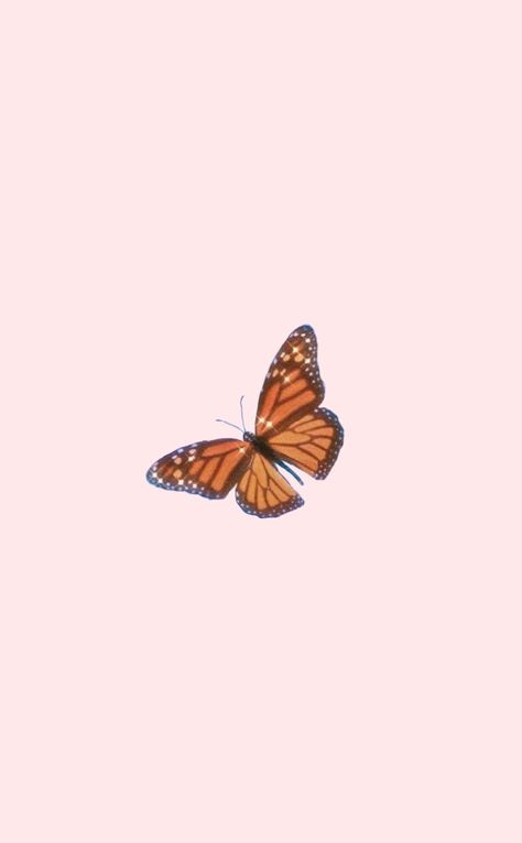 Monarch Butterfly Wallpaper, Pink Monarch Butterfly, Holloween Costumes, Pink Ios, Butterfly Aesthetic, Holloween Costume, Aesthetic Pink, Butterfly Wallpaper, Monarch Butterfly