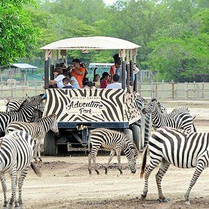 Ponderosa Adventure Park (Liberia) - All You Need to Know BEFORE You Go Liberia Costa Rica, Southern Cities, Atv Tour, Nature And Wildlife, Admission Ticket, Visit Santa, Exotic Animals, Liberia, Safari Style