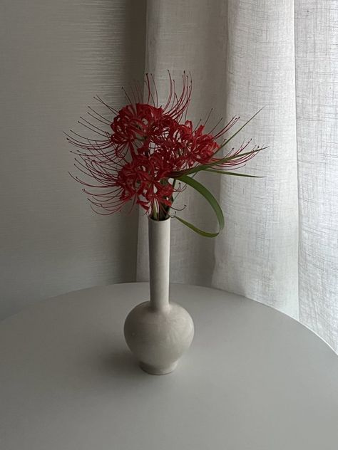 lycoris radiata decor / jar Red Lily Flower, Aesthetic Tokyo, Lycoris Radiata, Sui Ishida, Red Spider Lily, Spider Lily, Red Spider, Red Lily, Image Swag