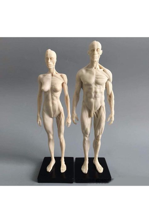 Art Supplies: references Human Skeleton Model, Poseidon Statue, Comparative Anatomy, Anatomy Male, Human Anatomy Model, Art Mannequin, Female Body Paintings, Skeleton Model, Man Anatomy