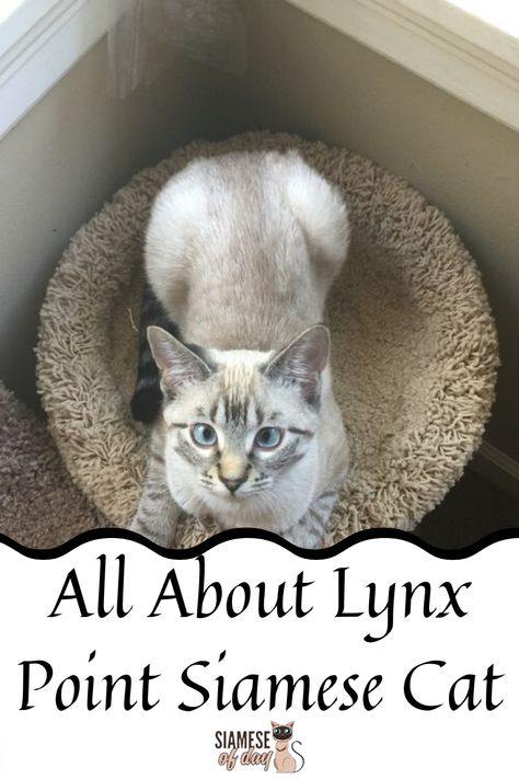 Sealpoint Siamese Cats, Tabby Siamese Cat, Lynx Point Cat, Tabby Point Siamese, Seal Point Cat, Siamese Cats Blue Point, Lynx Point Siamese, Cat Breeds Siamese, Colorpoint Shorthair