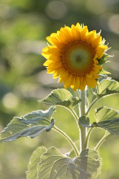 A beautiful sunflower in all its glory. Russian Orthodox Church, Sunflower Photography, Flower Identification, Sunflower Pictures, Sunflower Garden, Russian Orthodox, Summer Mood, Orthodox Church, Design Flower