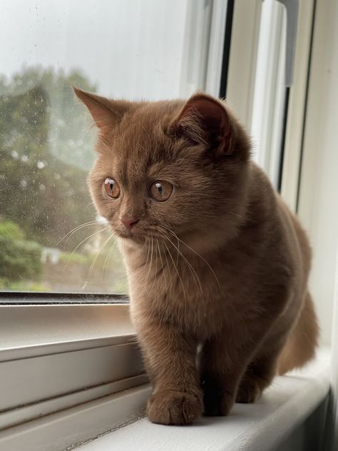 #kitten #britishshorthair #cinnamon #browncat #cinnamonbritishshorthair All Brown Cat, Brown Ragdoll Kitten, Cinnamon British Shorthair, English Shorthair Cat, Scottish Fold Cat Aesthetic, British Short Haired Cat, Brown British Shorthair, Brown Cat Aesthetic, Brown Cats