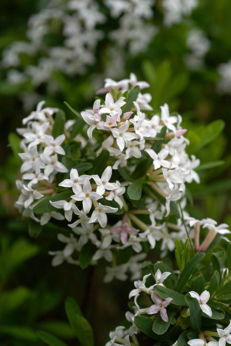 A delightfully fragrant winter-flowering shrub, winter daphne adds evergreen interest to garden beds and borders. Glossy Abelia, Best Shrubs For Shade, Winter Daphne, Shady Plants, Daphne Odora, Daphne Plant, Deer Resistant Shrubs, Colorful Shrubs, Carolina Homes