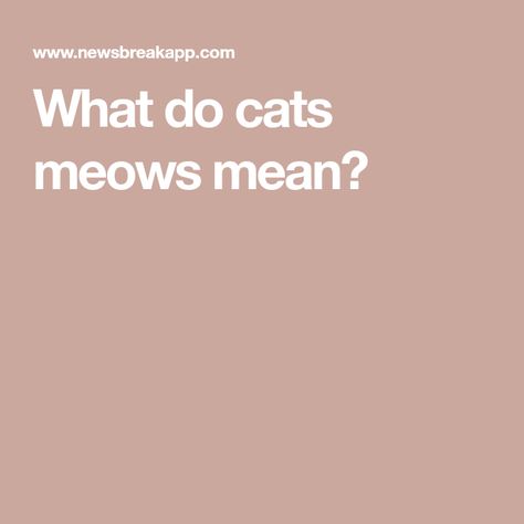 What do cats meows mean? Different Types Of Cats, Cat Communication, Types Of Cats, Body Language, Cats Meow, Pet Care