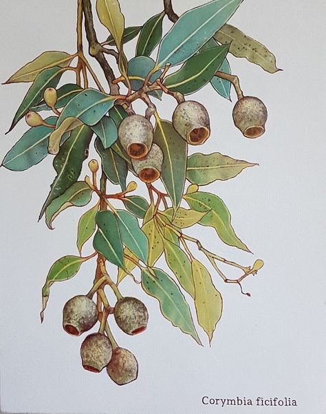 Gumnuts And Leaves, Australian Flora Art, Gumtree Tattoos, Gumtree Drawing, Gumnut Illustration, Gumnut Painting, Gumnut Tattoo, Gum Tree Tattoo, Australian Native Flowers Illustration