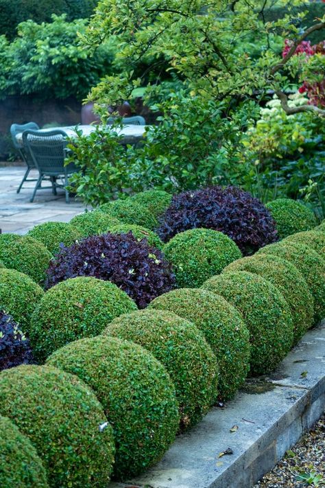 Which hedge is right for my garden? - The Middle-Sized Garden | Gardening Blog Cornwall Garden, Garden Hedges, Seaside Garden, Garden Privacy, Dry Garden, Australian Garden, Coastal Gardens, Formal Gardens, Traditional Garden