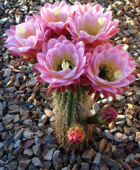 Flowers in Bloom Arizona | ... Morris Posted on Wed May 29, 2013 11:00 am . Tags: Arizona , cactus Arizona Cactus, Blooming Cactus, Desert Flowers, Flowers Blooming, Unusual Flowers, Cactus Flowers, Flowers Bloom, Cactus Y Suculentas, Cactus Garden