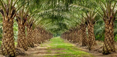 Padang, Padangkita.com – Indonesia merupakan produsen produk kelapa sawit terbesar di dunia. Capaian ini tidak lepas dari luasnya kebun sawit yang tumbuh subur di berbagai wilayah Indonesia. Data Badan Pusat Statistik (BPS) menunjukkan, perkebunan di Indonesia mayoritas adalah perkebunan sawit. Pada 2020 angkanya mencapai 8,9 juta hektare (ha), ini naik secara signifikan dari tahun sebelumnya.... The post 3 Provinsi dengan Kebun Sawit Terluas di Indonesia, Ternyata Ada 2 di Pulau Sumatra a Cash Crop, Agricultural Practices, Bountiful Harvest, Trik Fotografi, Salt And Water, Palm Oil, Agra, West Africa, Agriculture