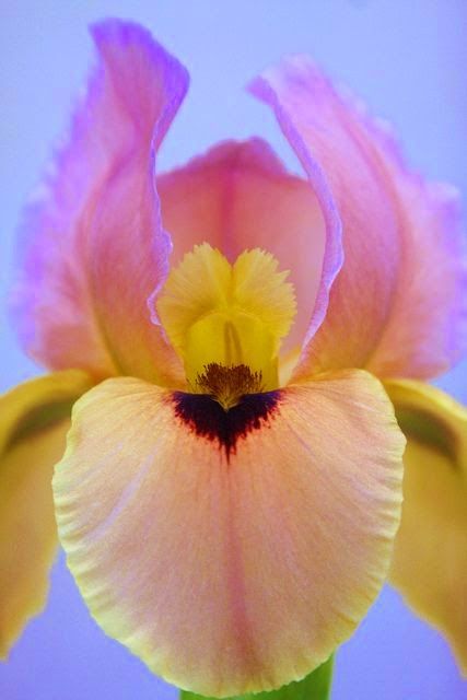 FLORES ( FLOWERS ) Flowers Iris, Iris Garden, Bearded Iris, Iris Flowers, Pink And Yellow, Exotic Flowers, Flower Beauty, Beautiful Blooms, Dream Garden