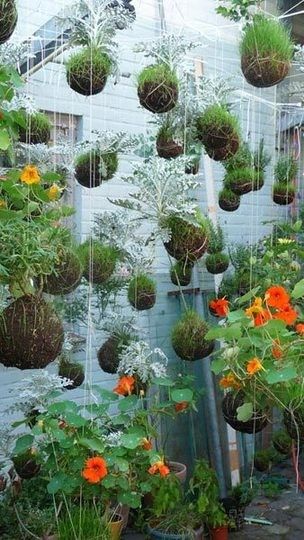 houseoffallingleaves:    flying garden String Garden, Plants Hanging, Tanaman Indoor, نباتات منزلية, Vertical Gardens, Decoration Plante, The Secret Garden, Have Inspiration, Supper Club