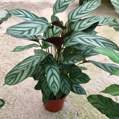 Never Never Plant, Ctenanthe Setosa, Dark Green And Silver, Calathea Plant, Never Never, Prayer Plant, Plant Growing, Inside Plants, Green And Silver