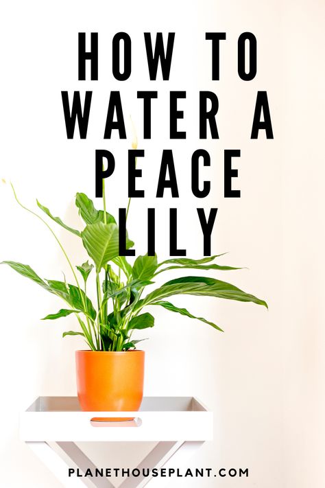 Peace lilies like to be keep consistent moist, and they can be picky about water quality. This article will teach you how often you need to water your peace lily, and what type of water is best Peace Lillies, Self Watering Pots, Peace Lily, Water Quality, Self Watering, Yellow Leaves, New Growth, Types Of Soil, Water Plants