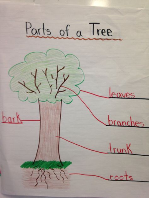 Parts of a tree Parts Of A Tree Anchor Chart, Tree Anchor Chart Preschool, Preschool Parts Of A Tree, Parts Of A Tree Preschool Craft, Parts Of A Tree Preschool Activities, Tree Anchor Chart, Parts Of A Tree Preschool, Parts Of A Tree, Montessori Decor