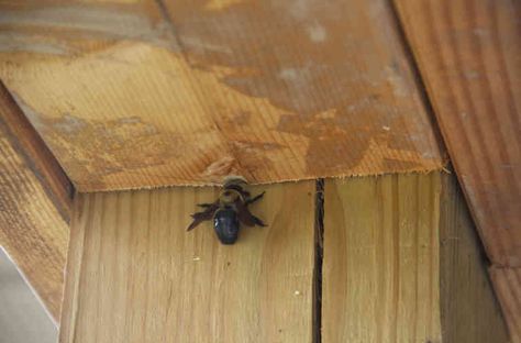 Here’s how to discourage carpenter bees from making their homes in yours. Wood Bee Trap, Bee Species, Bee Trap, Carpenter Bee Trap, Bee Traps, Effective Management, Wood Bees, Household Pests, Carpenter Bee